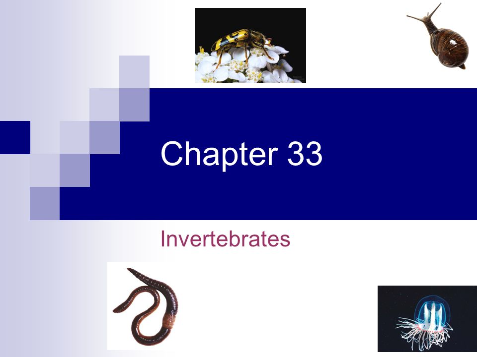Chapter 33 - Invertebrates